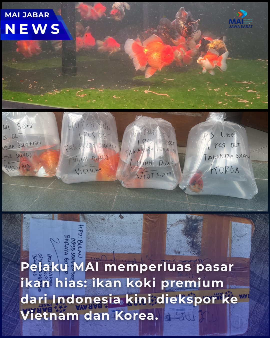 Pelaku MAI Perluas Pasar: Ikan Koki Indonesia Tembus Vietnam hingga Korea