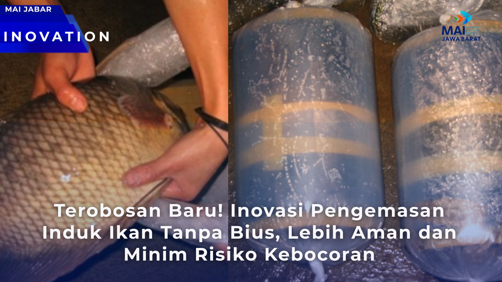 Terobosan Baru! Inovasi Pengemasan Induk Ikan Tanpa Bius, Lebih Aman dan Minim Risiko Kebocoran