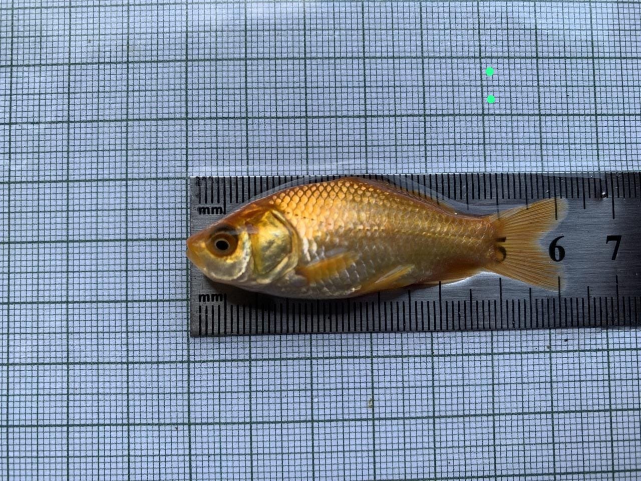 Ikan Nila Merah Eksklusif