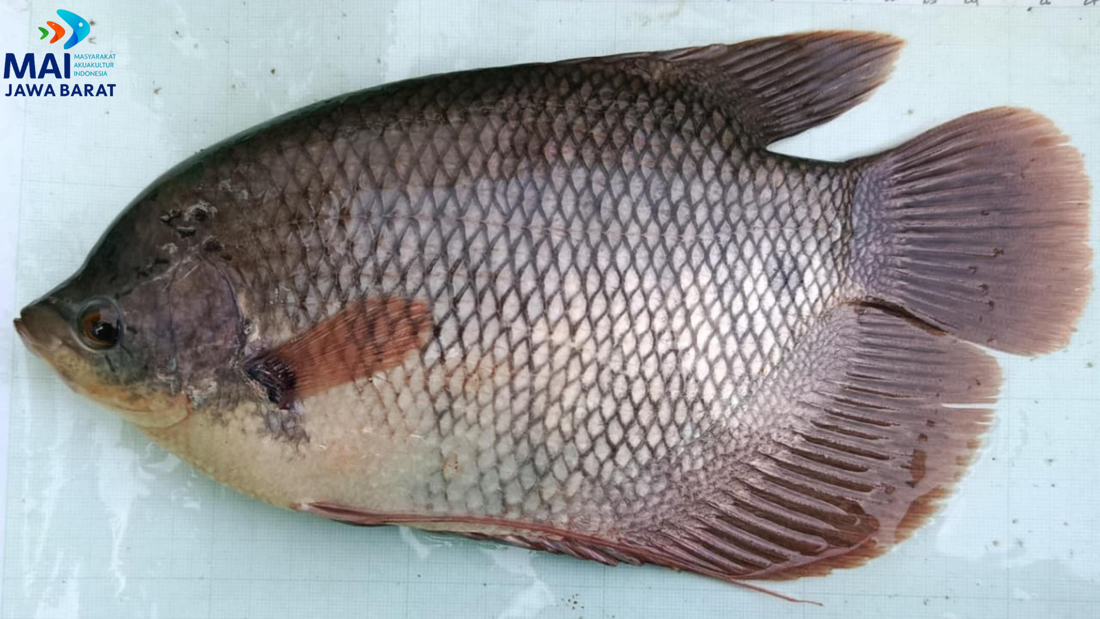 Ikan Gurame Konsumsi