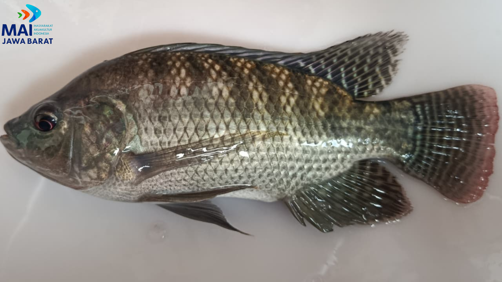 Ikan Nila Hitam Konsumsi