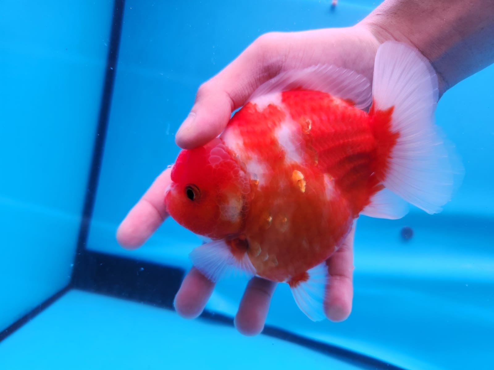 Ikan Koki Oranda